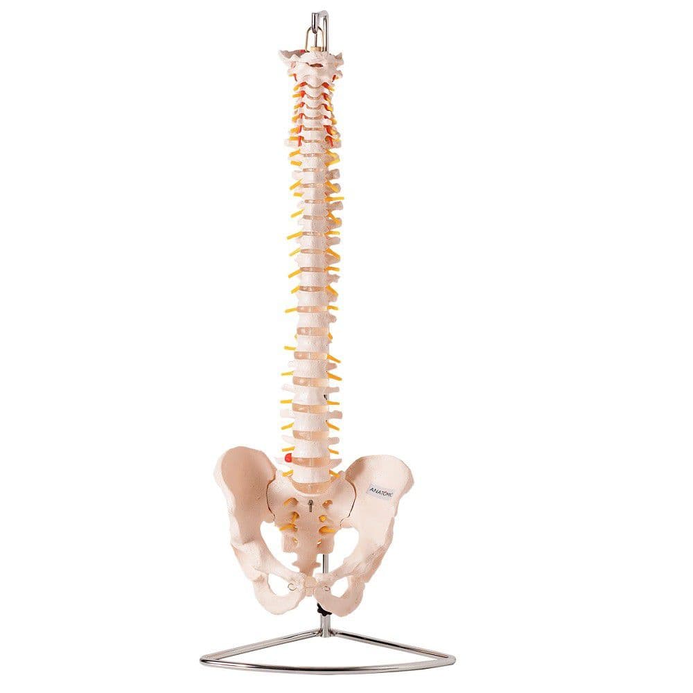 Coluna Vertebral Flexível , Esqueleto Tamanho Natural - Portal do Médico