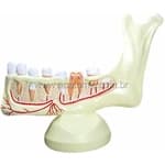 Hemi-arcada Inferior Jovem - Anatomic - Portal do Médico