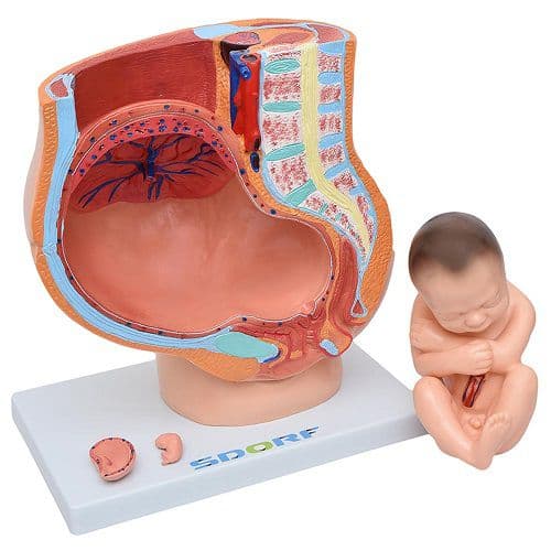 Pelve Feminina com Gravidez 4 Partes, Anatomia - Portal do Médico