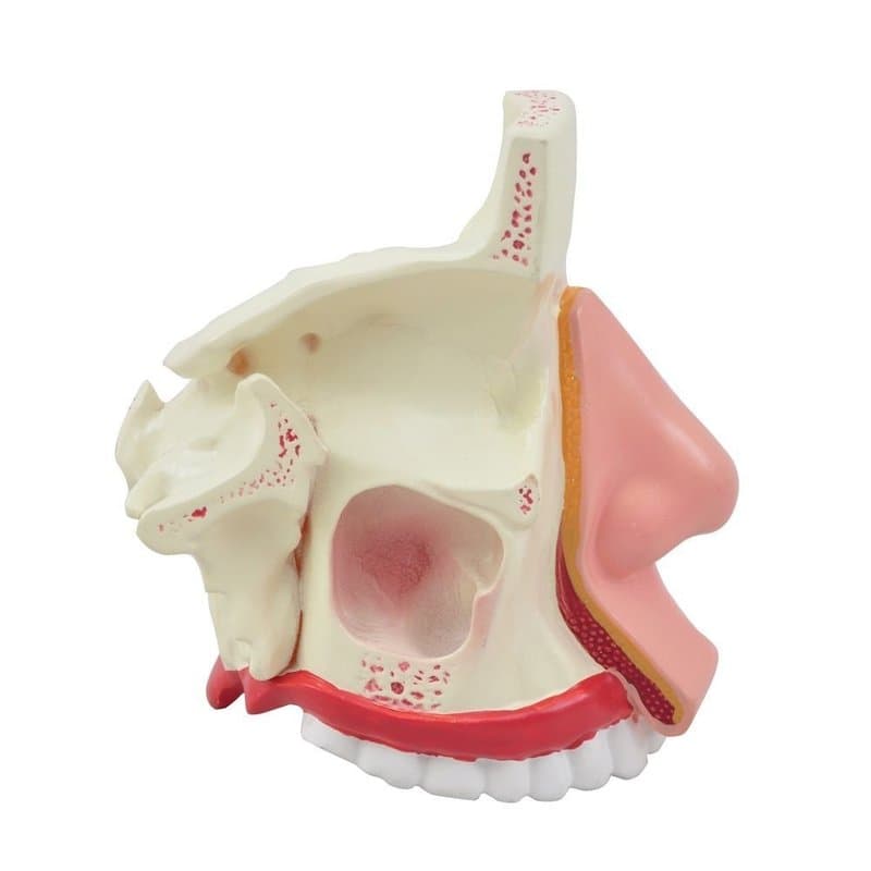 Cavidade Nasal - Portal do Médico