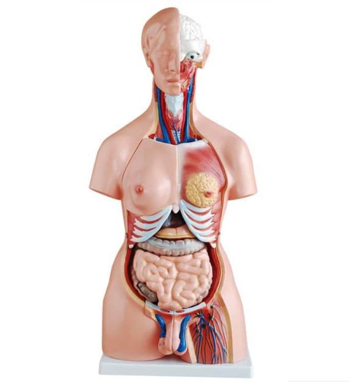 Torso Humano Clássico Bissexual de 85 cm em 24 Partes - Portal do Médico