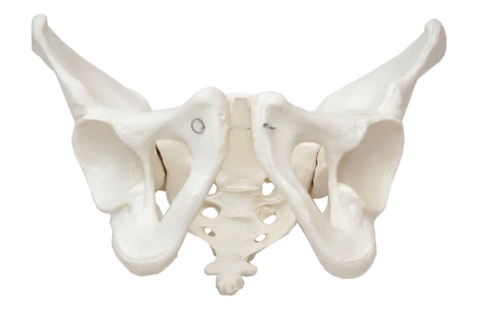 Esqueleto Pélvico FemInino, Anatomia Pelve Feminina - Portal do Médico