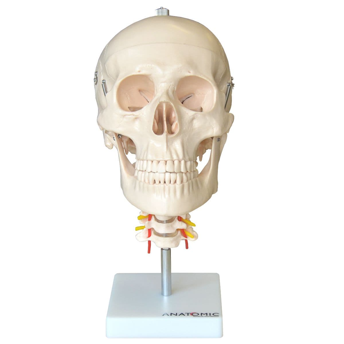 Crânio Humano com Coluna Cervical, Modelo Anatomia - Portal do Médico