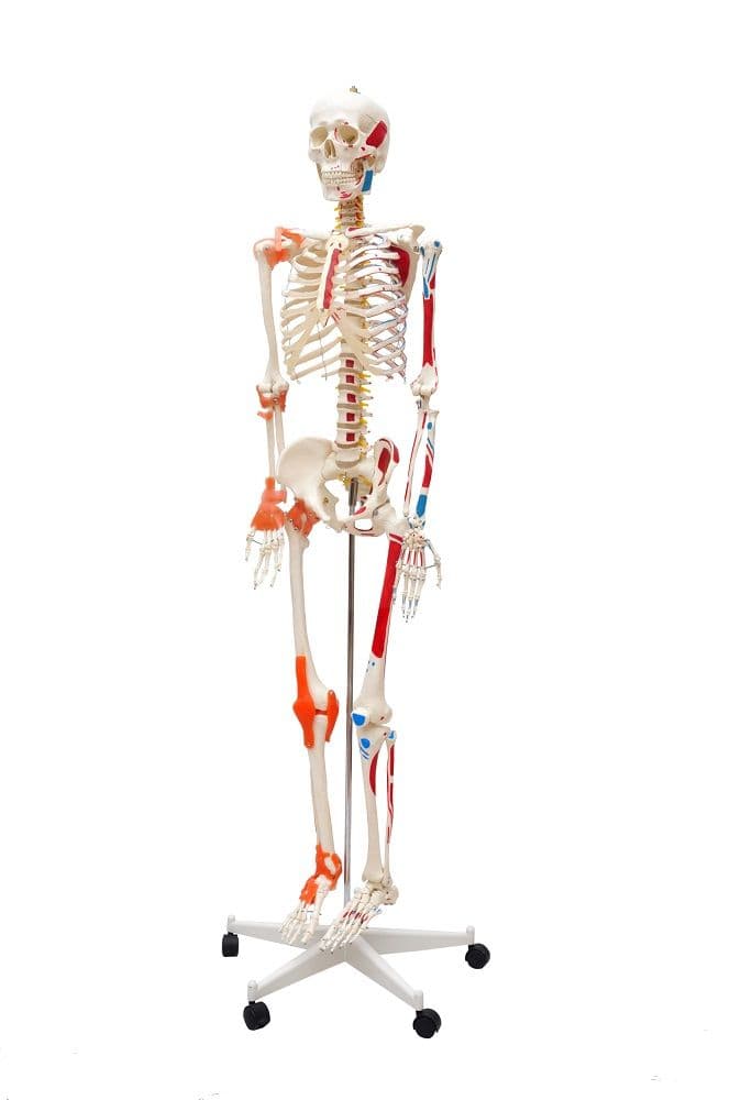 Esqueleto Humano Padrão 1,70cm Articulação Inserções Muscular - Portal do Médico