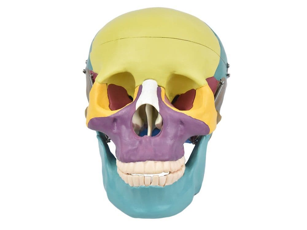 Crânio Humano Colorido c/ Mandíbula Móvel e Dentes Removivel em 6 Partes - Portal do Médico