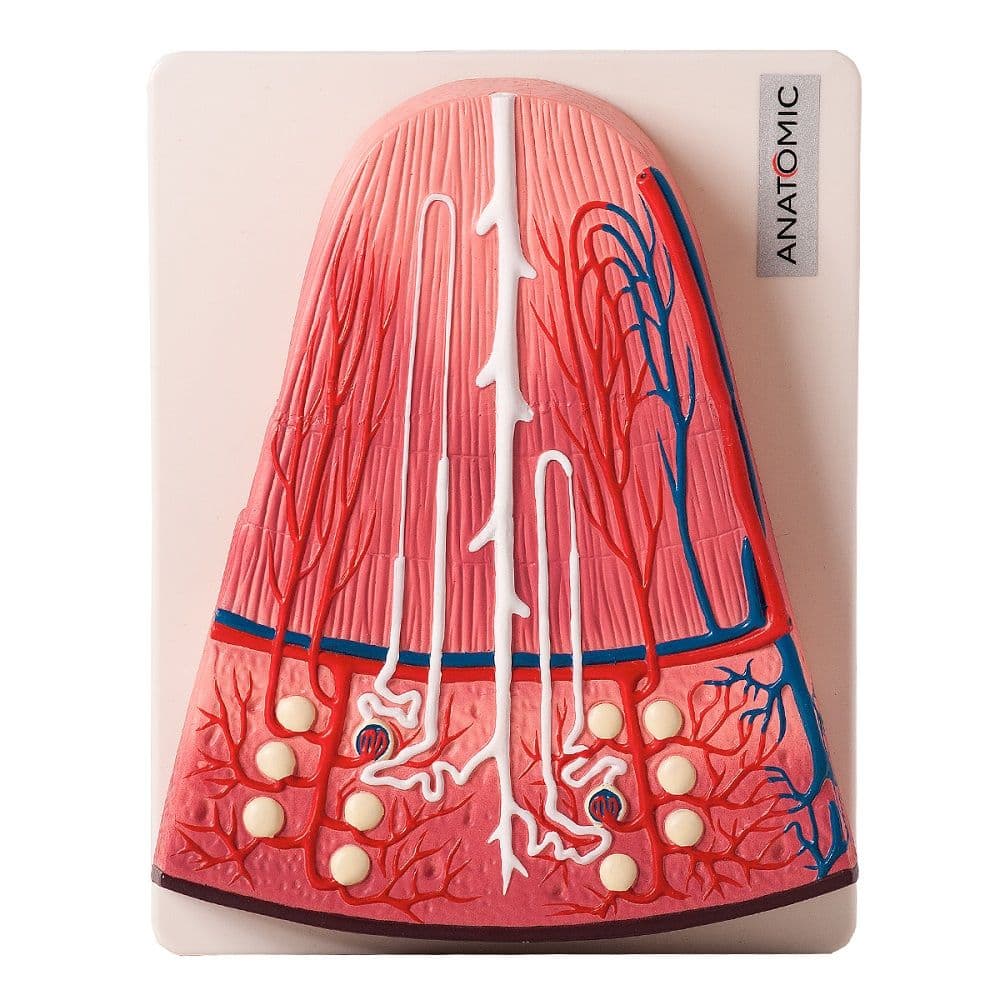 Rim Secção de Néfron Modelo Anatomia - Portal do Médico