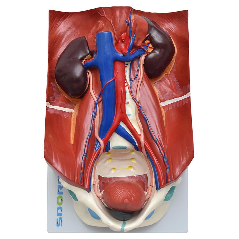 Sistema Urinário Clássico em 4 Pts Modelo Anatomia - Portal do Médico