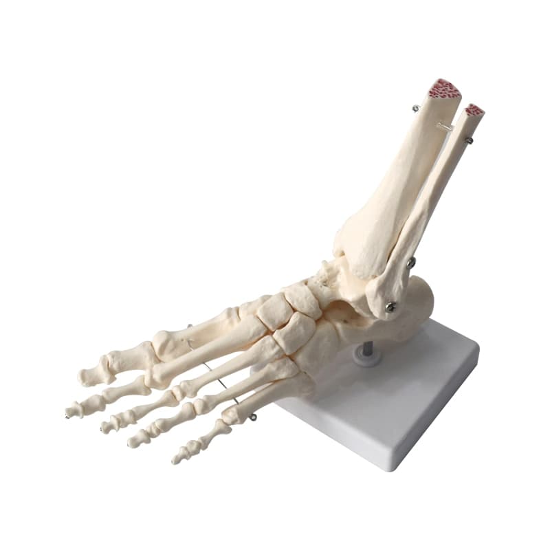 Esqueleto do pé - Foot joint model - China - Portal do Médico