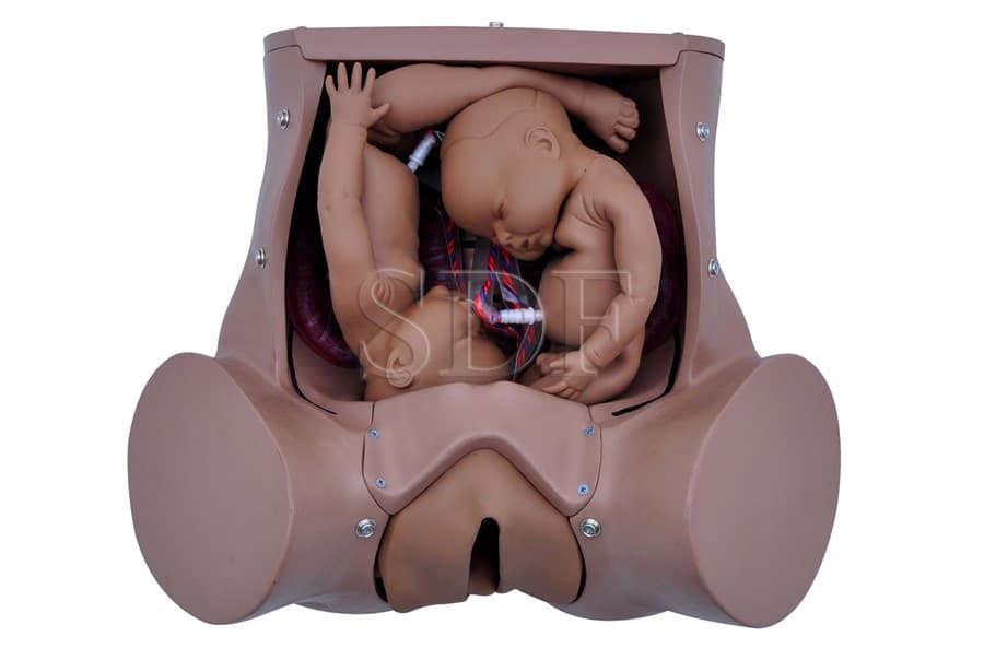 Simulador de Parto com 2 Fetos, Placenta e Cordão Umbilical - SDORF - Portal do Médico