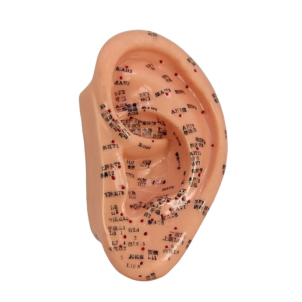 Modelo De Acupuntura Ouvido Tgd 0408b Anatomic - Portal do Médico