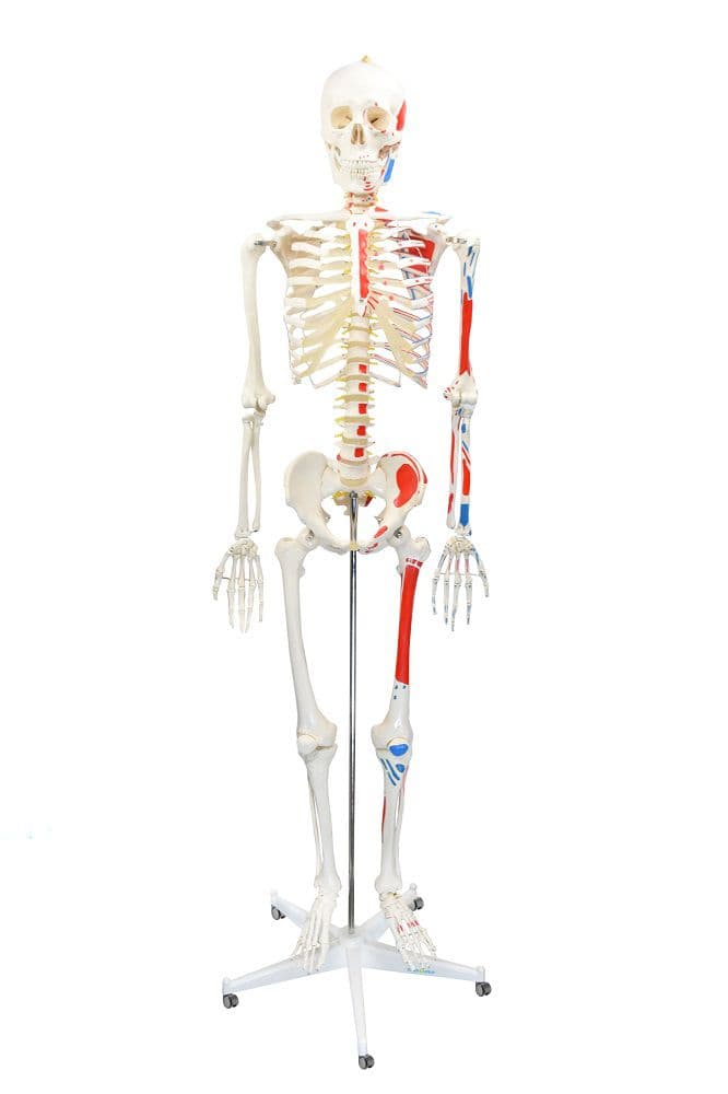 Esqueleto Humano Padrão de 1.70 cm com Origens e Inserções Musculares, Haste e Suporte com Rodas - Portal do Médico