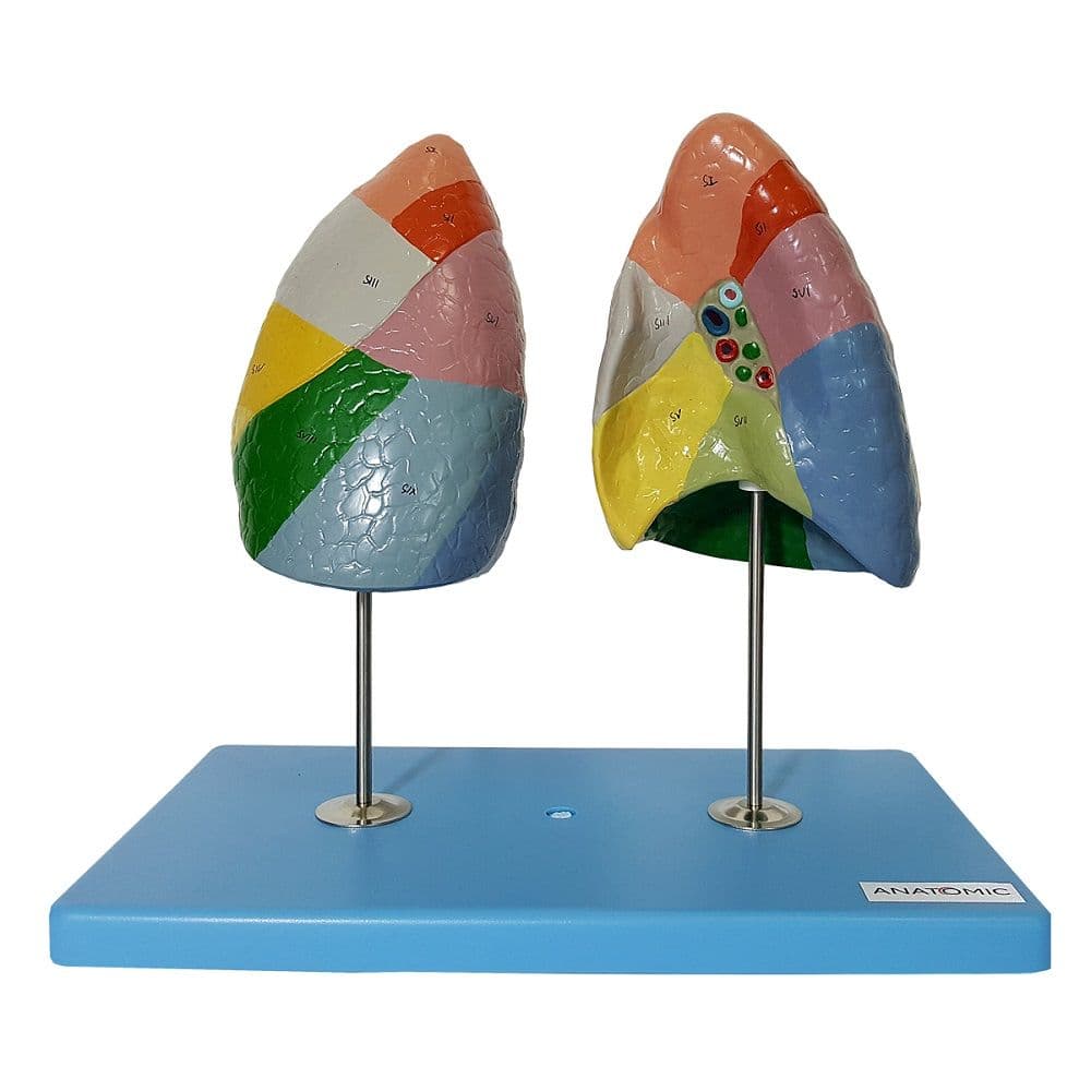 Pulmão Segmentado Humano Colorido Modelo Anatomia - Portal do Médico