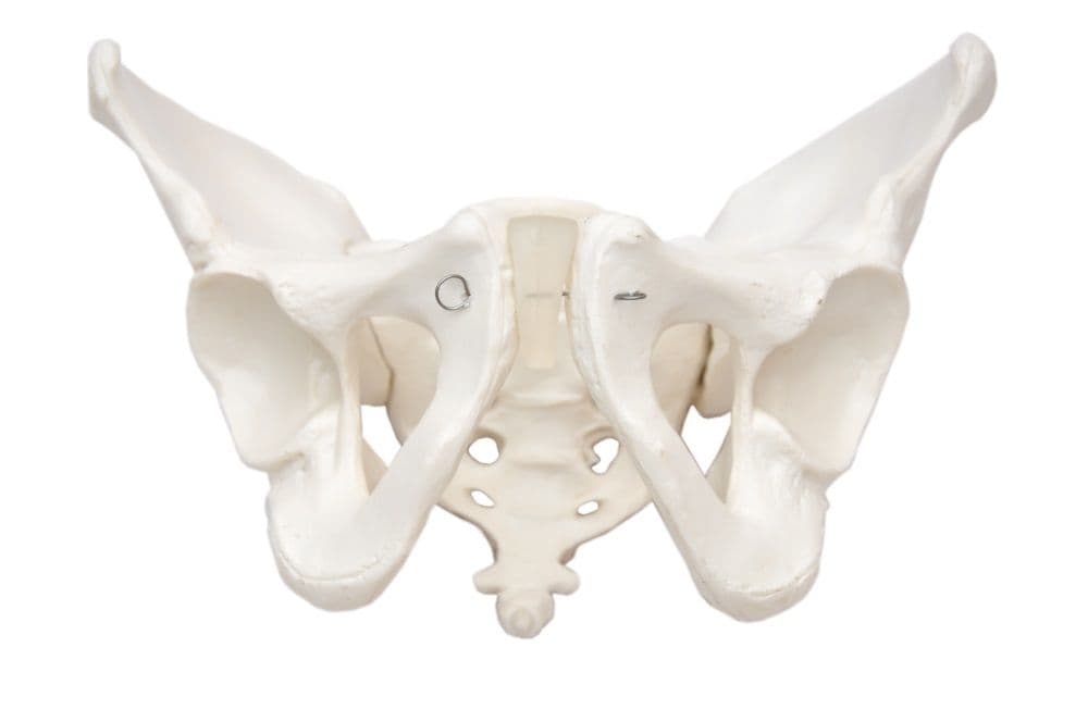 Esqueleto Pélvico Masculino, Anatomia - Portal do Médico