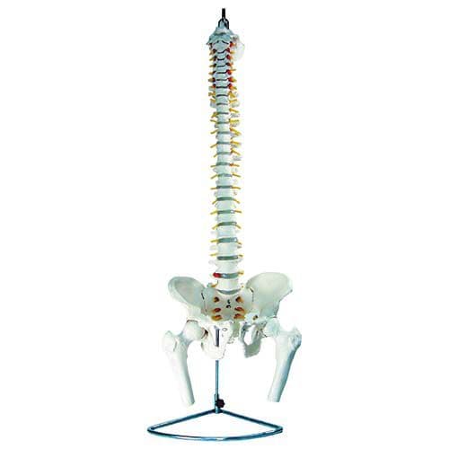 Coluna Vertebral Flexível Esqueleto Com Pélvis e Fêmur - Portal do Médico