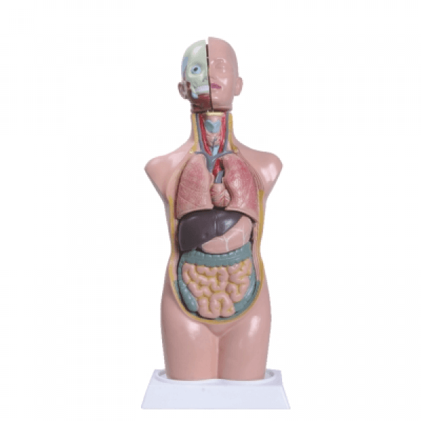 Torso Humano Assexuado 50 cm Altura 11 Pts Modelo Anatomia - Portal do Médico