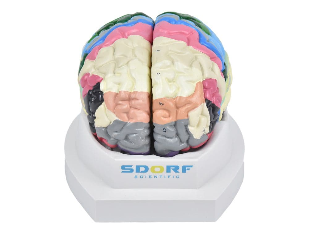 Cérebro Neuro-Anatômico colorido em 2 Partes - Portal do Médico