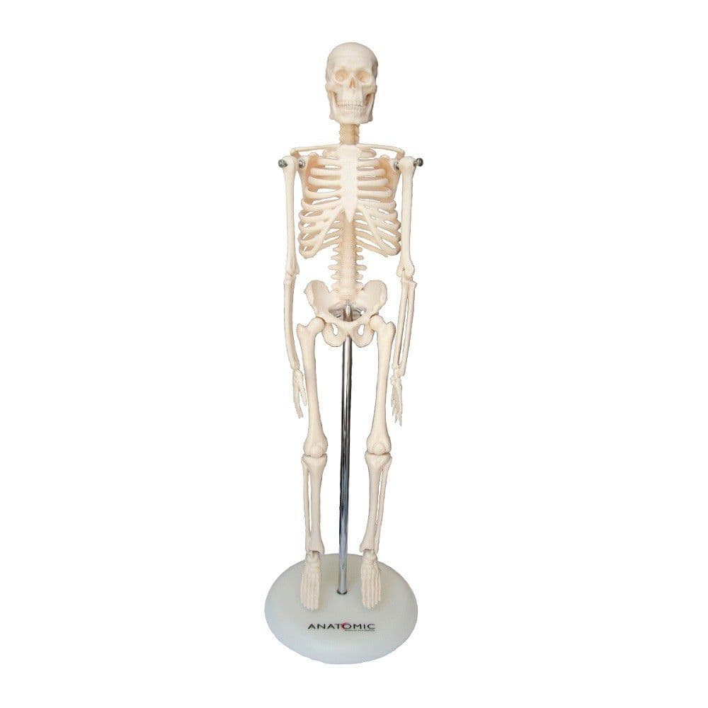 Esqueleto Humano 45 cm Altura Articulado, Anatomia - Portal do Médico
