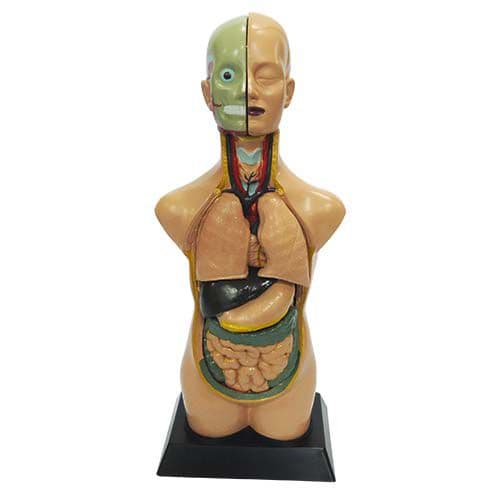 Torso Humano Assexuado 45 cm 11 Pts, Anatomia - Portal do Médico
