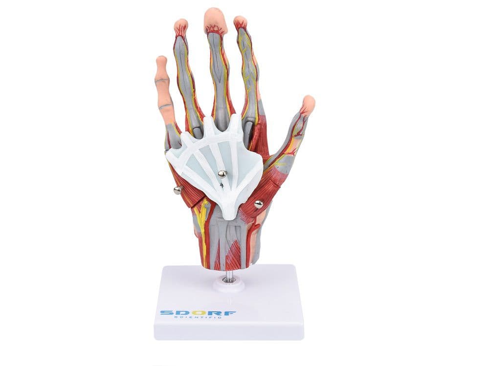 Mão Musculada em Tamanho Real em 5 Partes - Portal do Médico