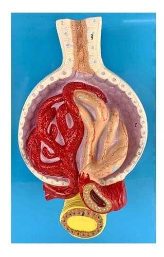 Rim Glomérulos Ampliado 700 X, Anatomia - Portal do Médico