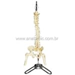 Coluna vertebral 50cm- Anatomic - Portal do Médico