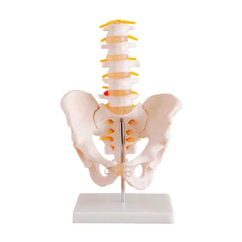 Coluna Vertebral Lombar Esqueleto com Pélvis, Anatomia - Portal do Médico