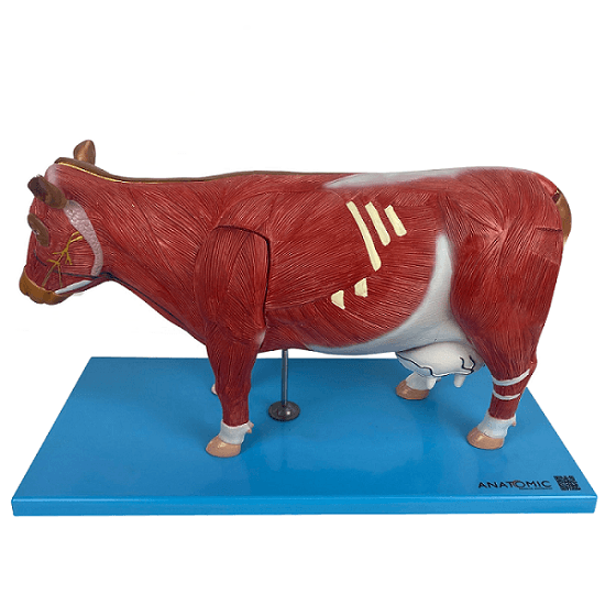 Anatomia da Vaca - Portal do Médico