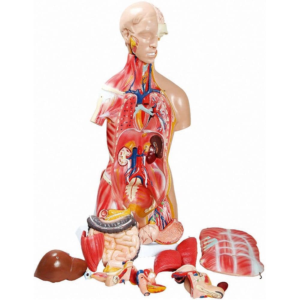 Torso Muscular Luxo 85 cm com 25 Partes - Portal do Médico