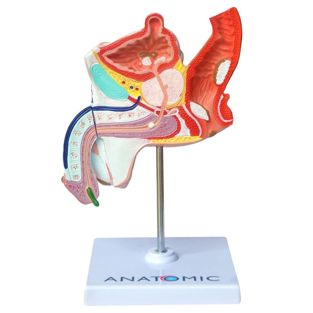 Patologias do Sistema Urogenital Masculino, Anatomia - Portal do Médico