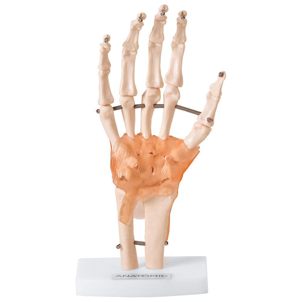 Articulação da Mão com Ligamentos - Portal do Médico