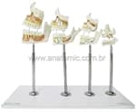 Desenvolvimento da Dentição - Anatomic - Portal do Médico