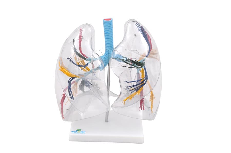 Pulmão Transparente SD-5055 - SDORF Scientific - Portal do Médico