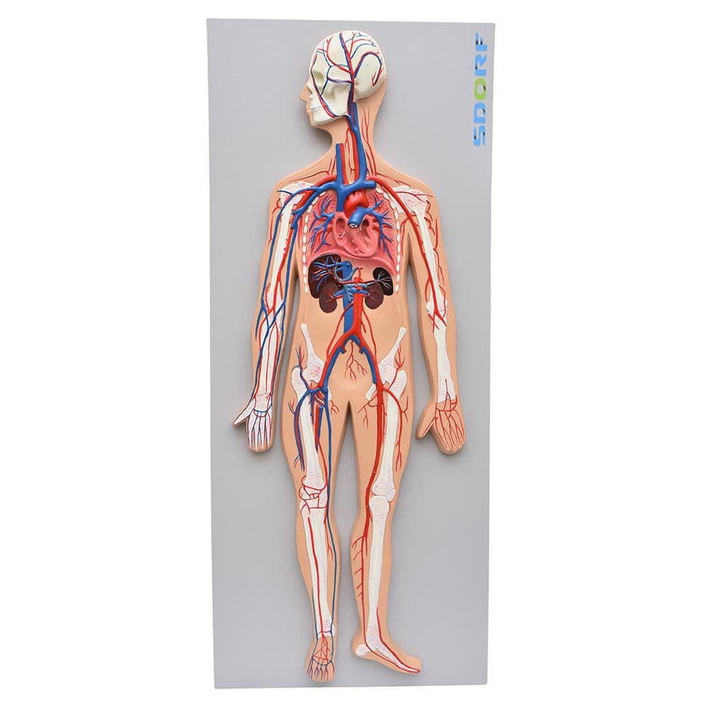 Sistema Circulatório Sanguíneo em Prancha Modelo Anatomia - Portal do Médico