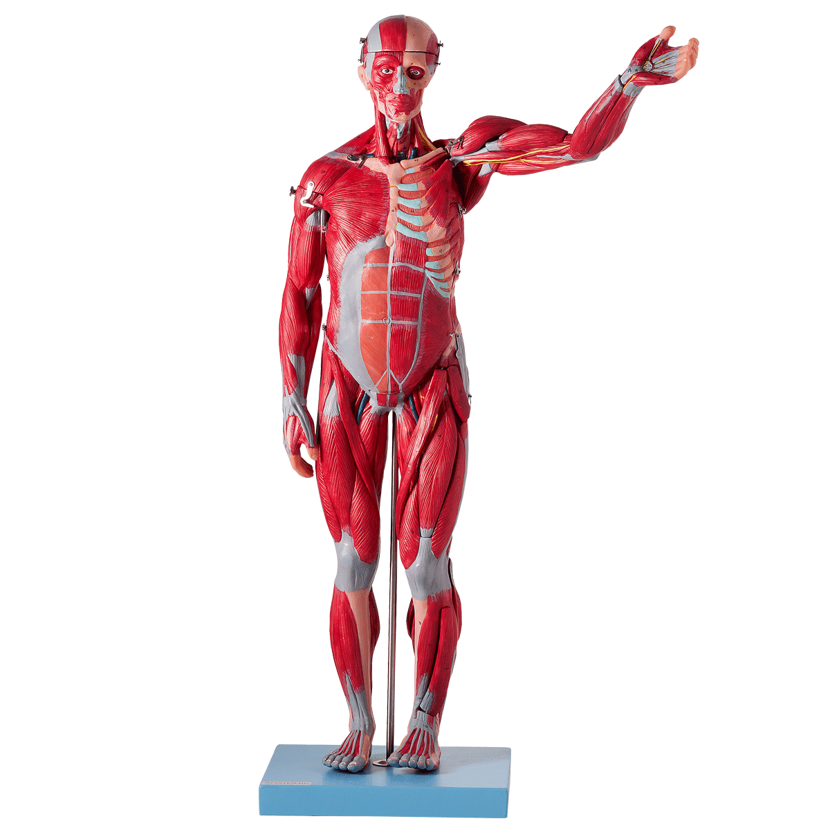 Manequim Muscular Assexuado de 78 cm com Órgãos Internos, em 27 Partes - Portal do Médico