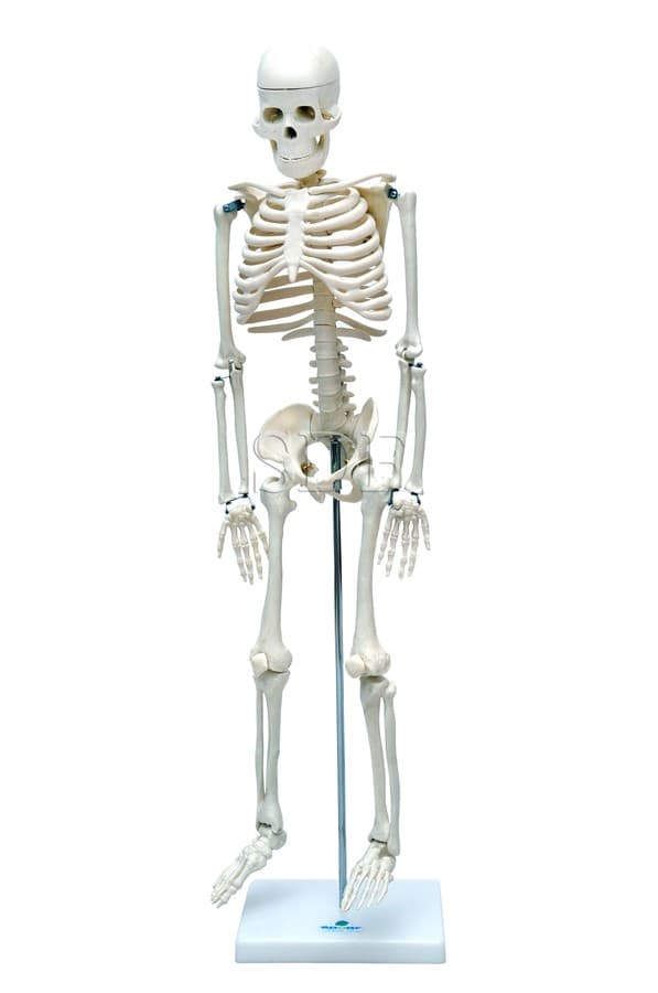 Esqueleto Humano de 85 cm com Suporte SD5002 - SDORF Scientific - Portal do Médico