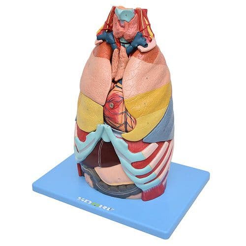 Cavidade Torácica em 17 Partes Modelo Anatomia - Portal do Médico