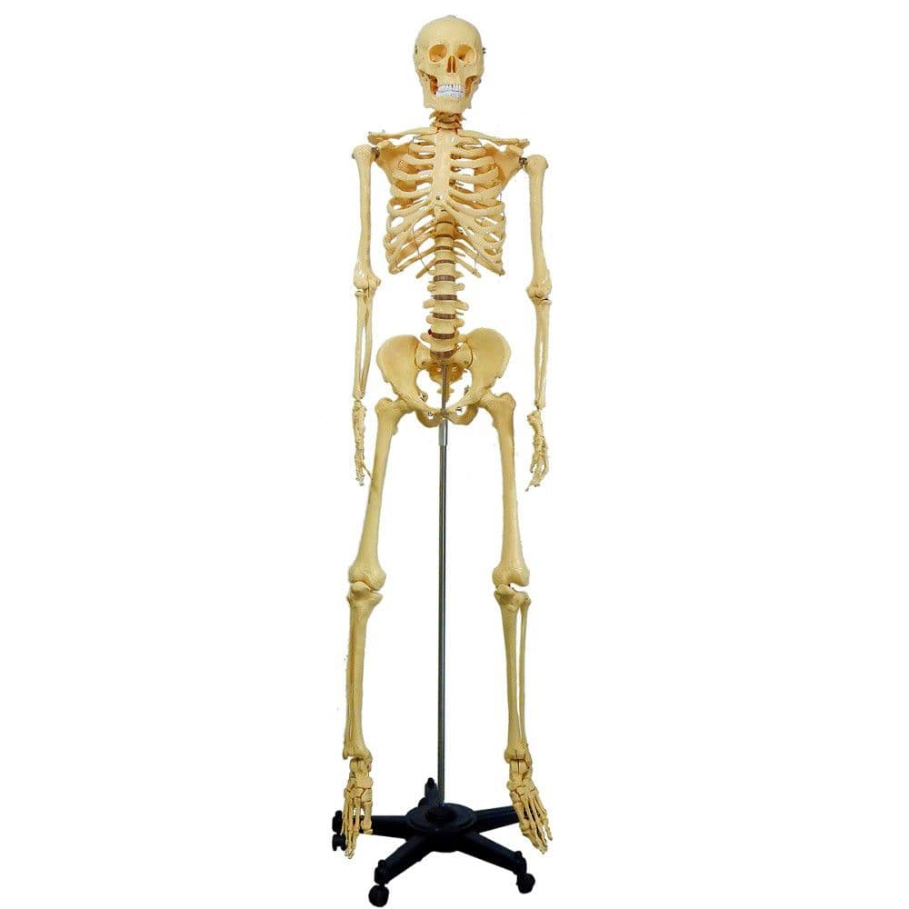 Esqueleto Humano 1,70 cm Altura Suporte e Rodas - Portal do Médico