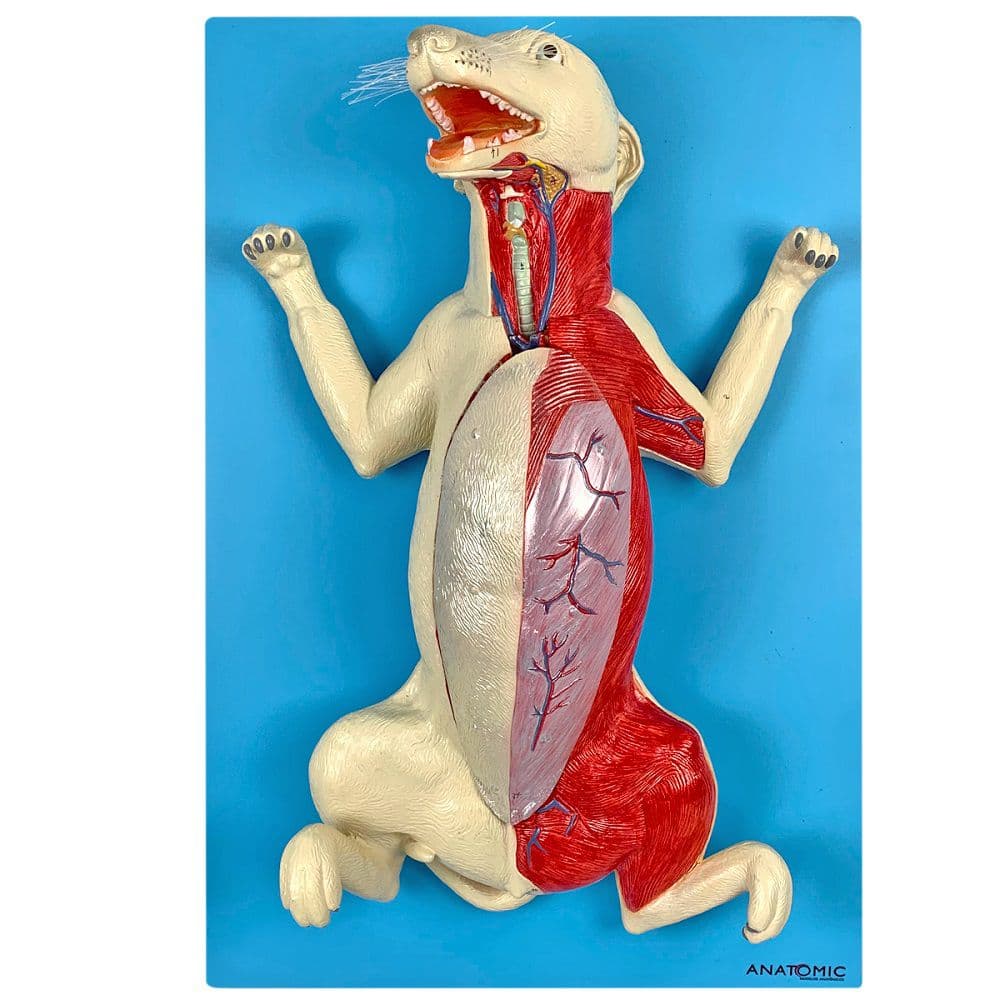 Anatomia do Cachorro em Placa - Portal do Médico