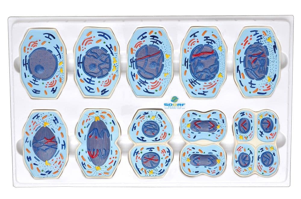 Meiose em 10 Fases Modelo Anatomia - Portal do Médico