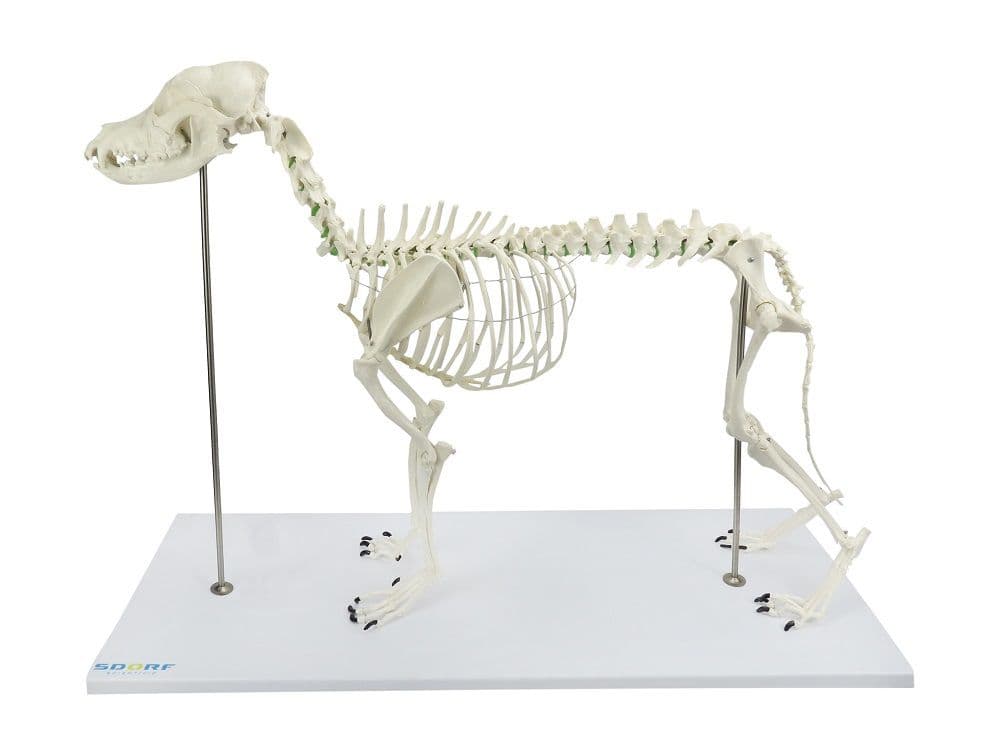 Esqueleto de Cachorro de Porte Grande - Portal do Médico