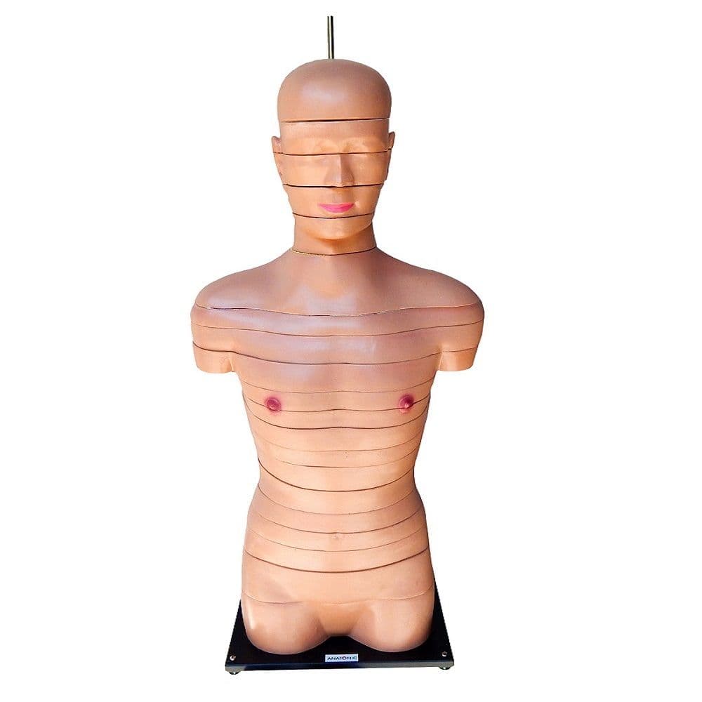 Torso em Disco, Corte Axial, em 20 Pts Modelo Anatomia - Portal do Médico