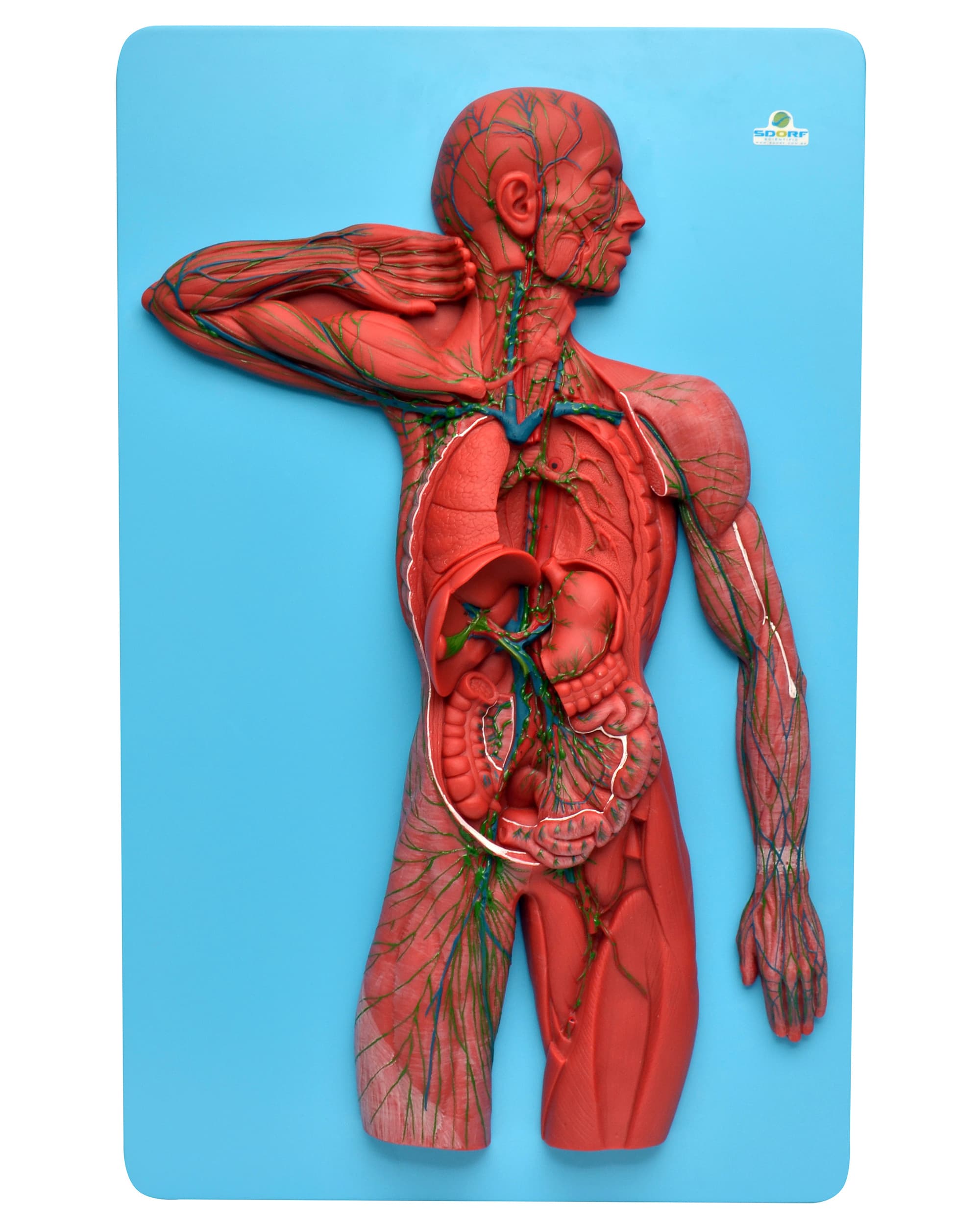 Sistema Linfático - Portal do Médico