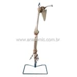 Esqueleto do Membro Superior c/ Articulações e Suporte Anatomic - Portal do Médico