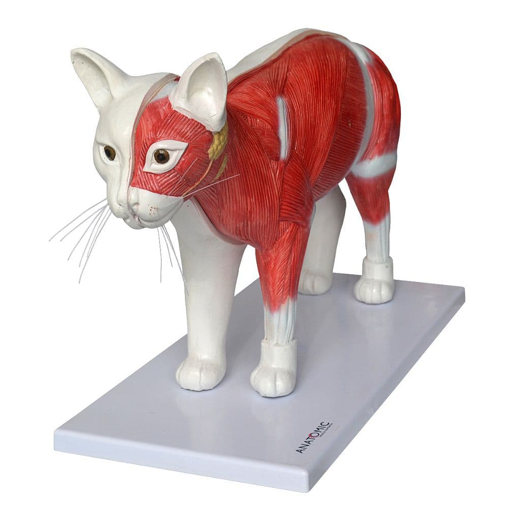 Anatomia do Gato - Portal do Médico