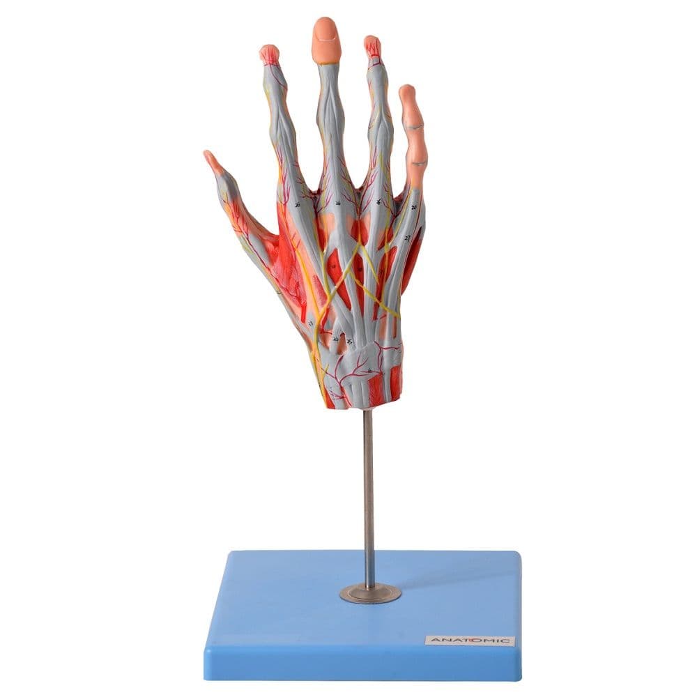 Mão Muscular Principais Nervos e Vasos Anatomia - Portal do Médico