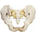 Esqueleto Pélvico Masculino - Anatomic - Portal do Médico