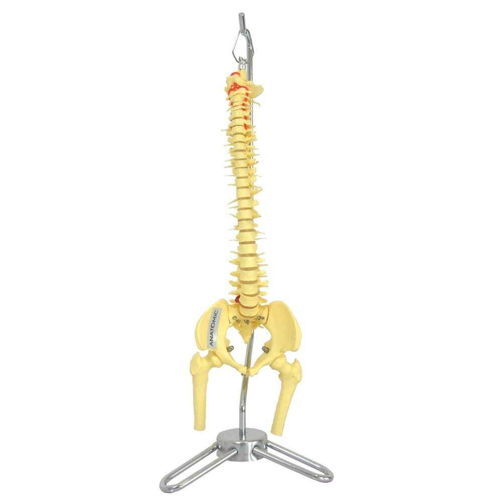 Coluna Vertebral Esqueleto 50 cm Altura Anatomia - Portal do Médico