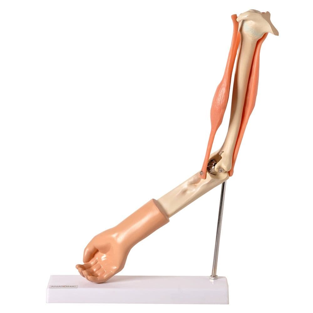 Braço com Músculo Articulado Modelo Anatômia - Portal do Médico