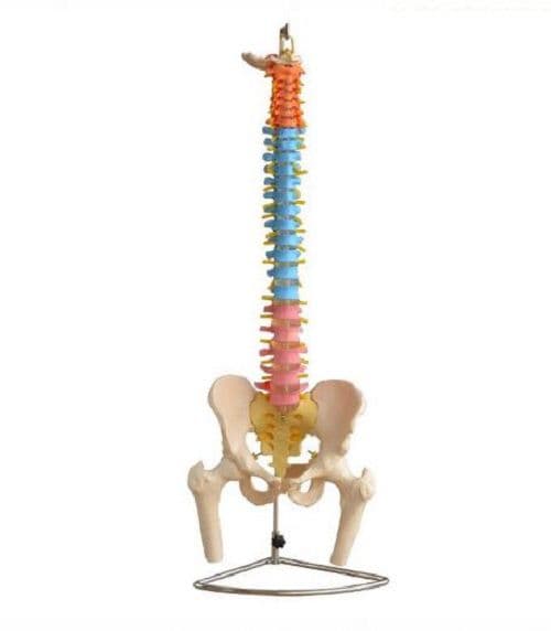 Coluna Humana Tamanho Natural Flexível Didática com Fêmur - Portal do Médico