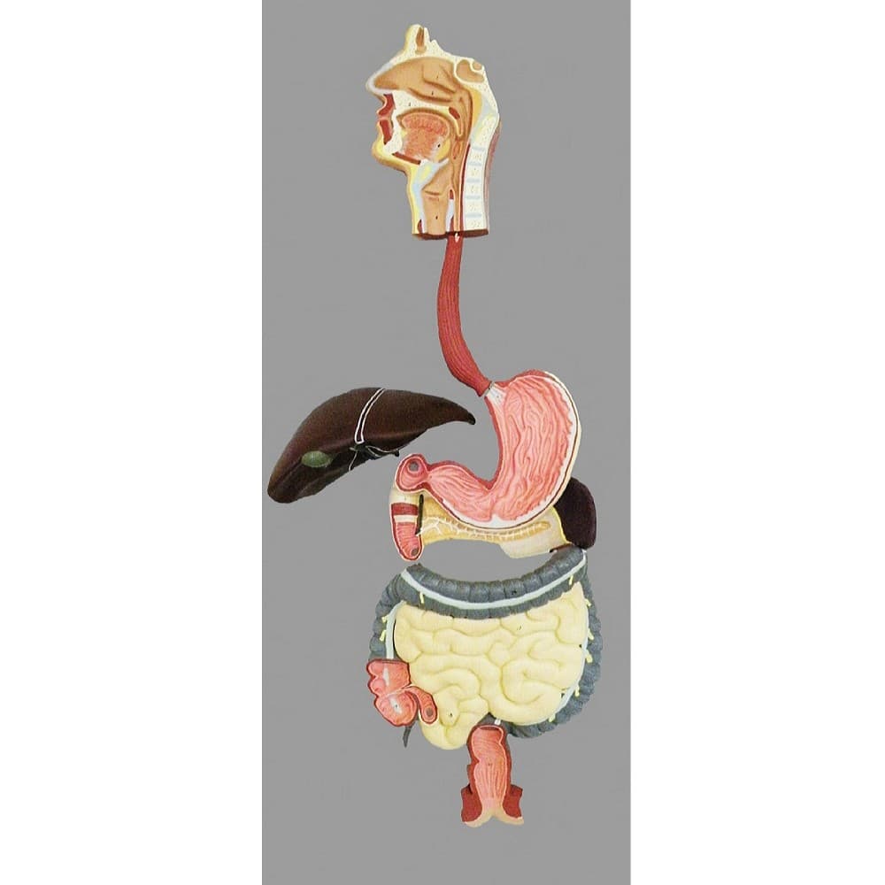 Modelo De Sistema Digestorio Em Prancha Anatomic - Portal do Médico